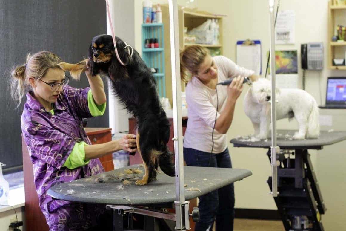 Dogs in a pet salon